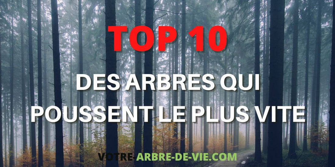Arbres qui poussent le plus vite